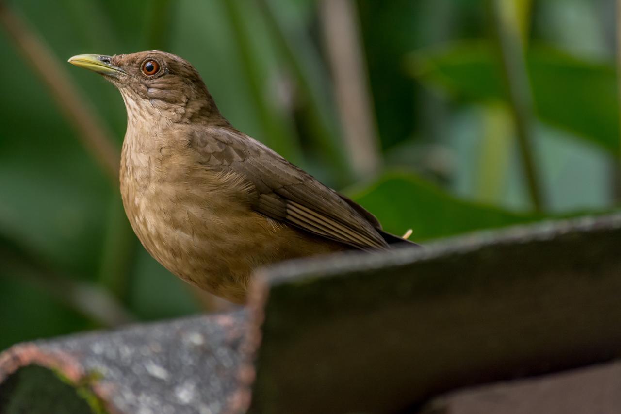 Ara Ambigua Lodge Sarapiquí エクステリア 写真