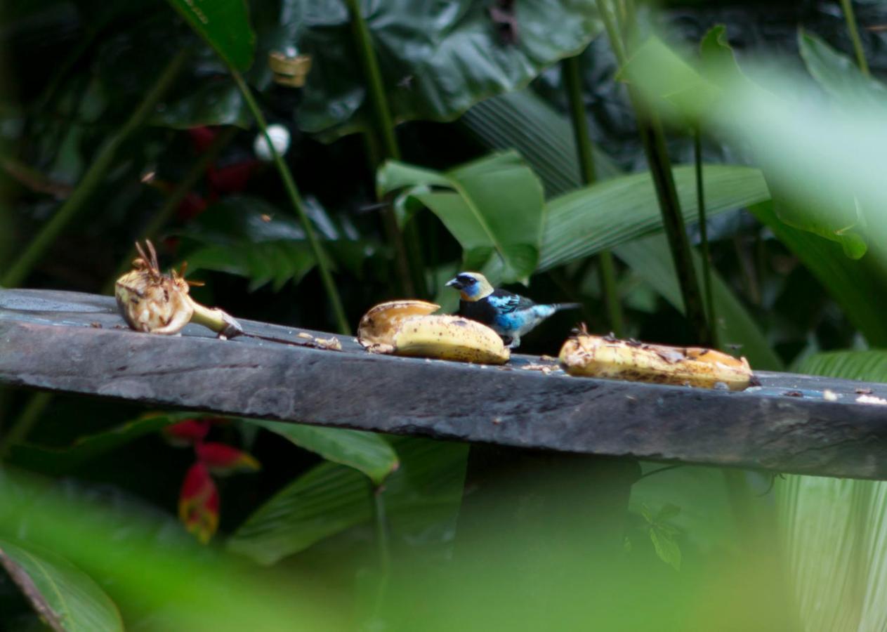 Ara Ambigua Lodge Sarapiquí エクステリア 写真