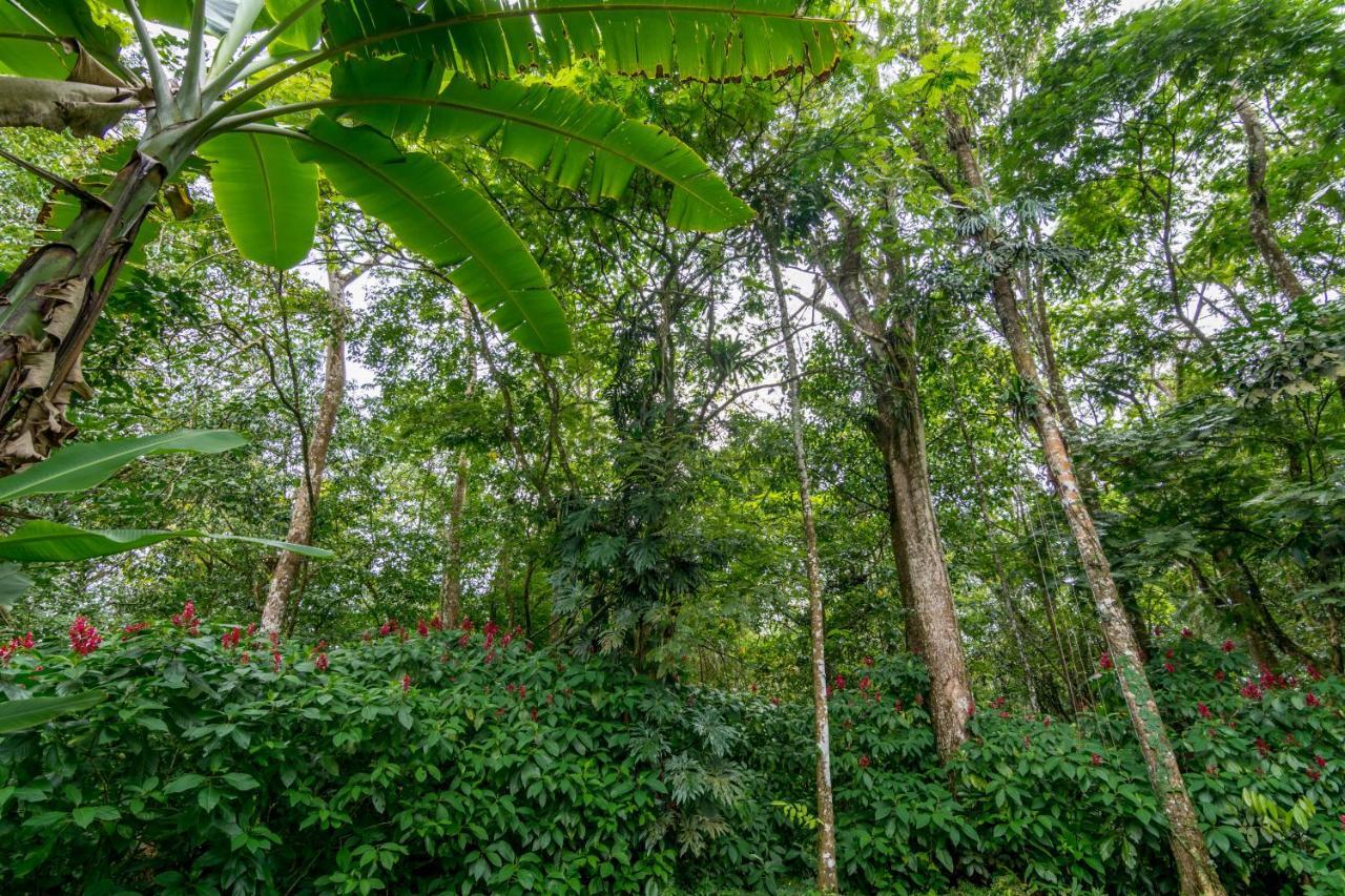 Ara Ambigua Lodge Sarapiquí エクステリア 写真