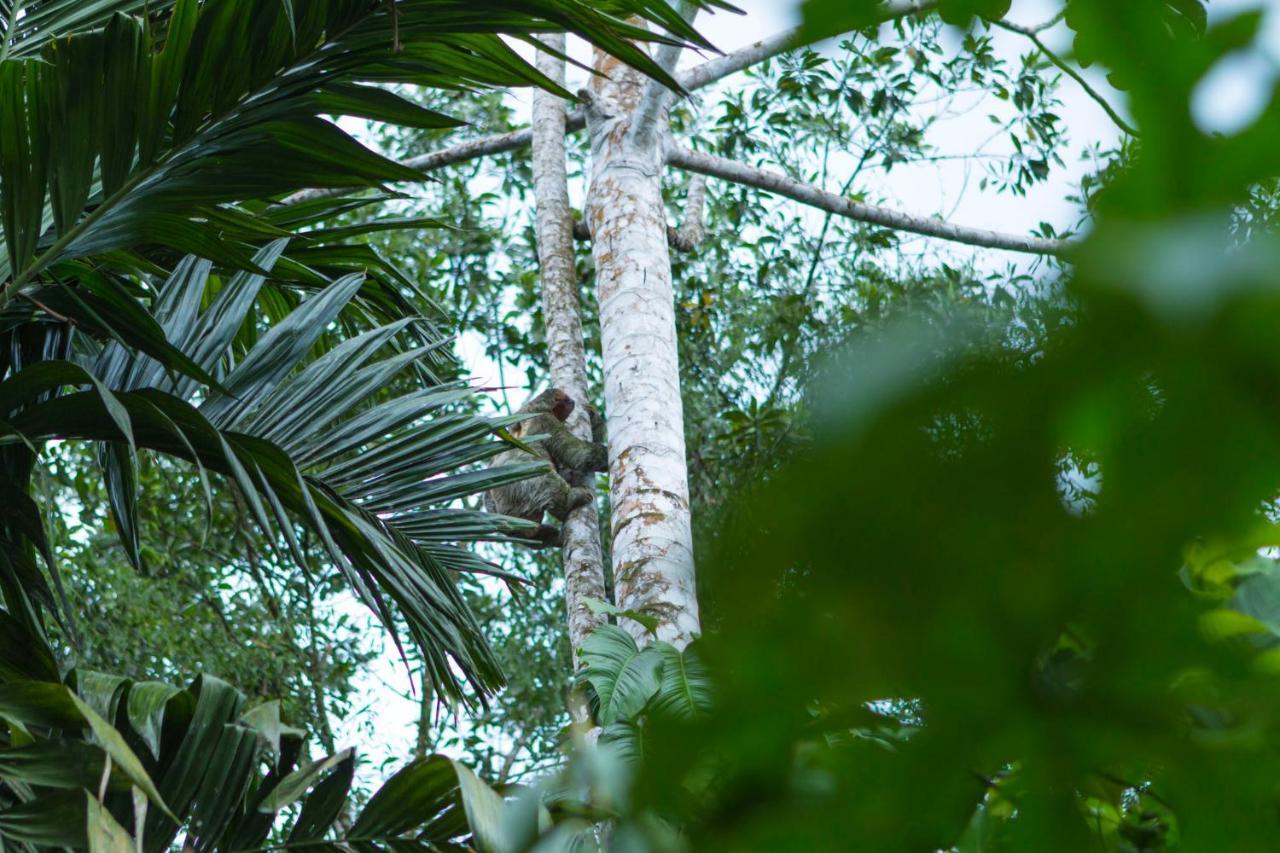 Ara Ambigua Lodge Sarapiquí エクステリア 写真